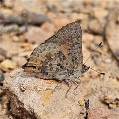 Paralucia aurifera at Monga, NSW - 3 Nov 2024