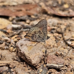 Paralucia aurifera at Monga, NSW - 3 Nov 2024