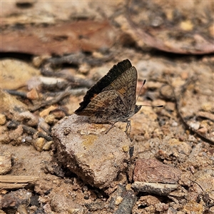 Paralucia aurifera at Monga, NSW - 3 Nov 2024