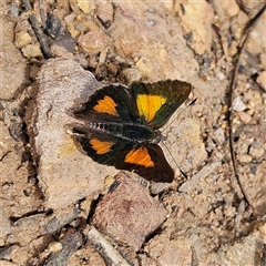 Paralucia aurifera at Monga, NSW - 3 Nov 2024