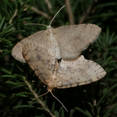 Poecilasthena scoliota (A Geometer moth (Larentiinae)) at Freshwater Creek, VIC - 9 Oct 2020 by WendyEM