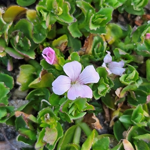 Gratiola peruviana at Bombay, NSW - 3 Nov 2024