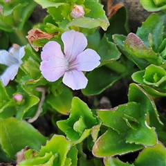 Gratiola peruviana at Bombay, NSW - 3 Nov 2024