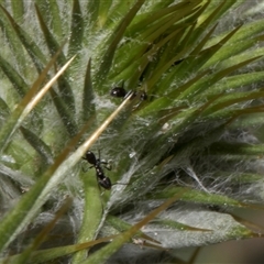 Iridomyrmex sp. (genus) (Ant) at Nicholls, ACT - 1 Nov 2024 by AlisonMilton