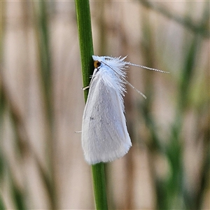 Tipanaea patulella at Bombay, NSW - 3 Nov 2024