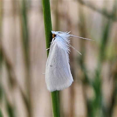 Tipanaea patulella (A Crambid moth) at Bombay, NSW - 3 Nov 2024 by MatthewFrawley