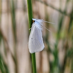 Tipanaea patulella at Bombay, NSW - 3 Nov 2024