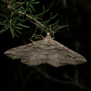 Syneora fractata at Freshwater Creek, VIC - 5 Oct 2020 11:35 PM