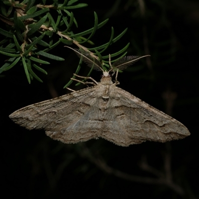 Syneora fractata (Ennominae) at Freshwater Creek, VIC - 5 Oct 2020 by WendyEM