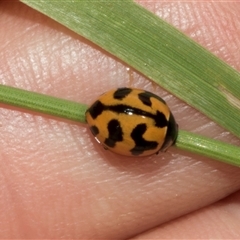 Coccinella transversalis (Transverse Ladybird) at Nicholls, ACT - 1 Nov 2024 by AlisonMilton