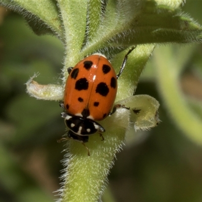 Hippodamia variegata (Spotted Amber Ladybird) at Nicholls, ACT - 1 Nov 2024 by AlisonMilton