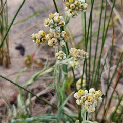 Pseudognaphalium luteoalbum (Jersey Cudweed) at Bombay, NSW - 3 Nov 2024 by MatthewFrawley