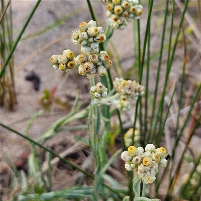 Pseudognaphalium luteoalbum (Jersey Cudweed) at Bombay, NSW - 3 Nov 2024 by MatthewFrawley