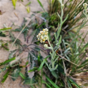 Pseudognaphalium luteoalbum at Bombay, NSW - 3 Nov 2024