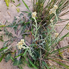 Pseudognaphalium luteoalbum at Bombay, NSW - 3 Nov 2024