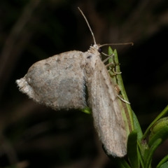 Poecilasthena scoliota (A Geometer moth (Larentiinae)) at Freshwater Creek, VIC - 5 Oct 2020 by WendyEM