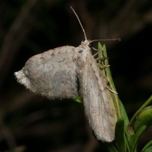 Poecilasthena scoliota at Freshwater Creek, VIC - 5 Oct 2020