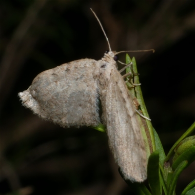 Poecilasthena scoliota (A Geometer moth (Larentiinae)) at Freshwater Creek, VIC - 5 Oct 2020 by WendyEM