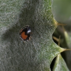 Diomus notescens (Little two-spotted ladybird) at Nicholls, ACT - 31 Oct 2024 by AlisonMilton