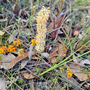 Lomandra multiflora at Bombay, NSW - 3 Nov 2024