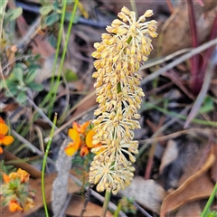 Lomandra multiflora at Bombay, NSW - 3 Nov 2024