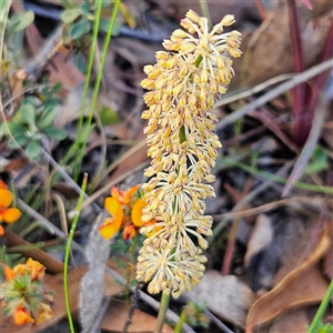 Lomandra multiflora at Bombay, NSW - 3 Nov 2024