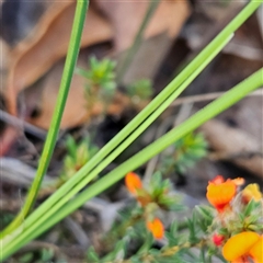 Lomandra multiflora at Bombay, NSW - 3 Nov 2024