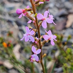 Stylidium graminifolium at Bombay, NSW - 3 Nov 2024 by MatthewFrawley