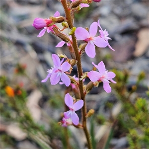 Stylidium graminifolium at Bombay, NSW - 3 Nov 2024 06:28 PM