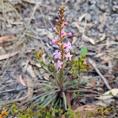 Stylidium graminifolium at Bombay, NSW - 3 Nov 2024 06:28 PM