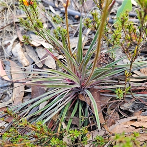 Stylidium graminifolium at Bombay, NSW - 3 Nov 2024 06:28 PM