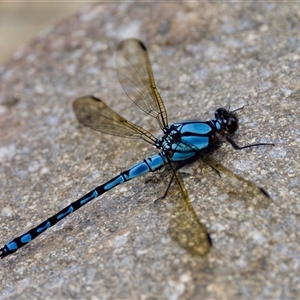 Diphlebia nymphoides at Strathnairn, ACT - 21 Jan 2023