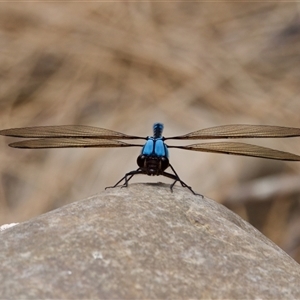 Diphlebia nymphoides at Strathnairn, ACT - 21 Jan 2023