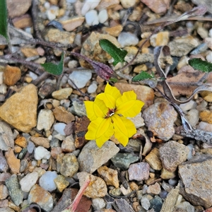 Goodenia hederacea subsp. hederacea at Bombay, NSW - 3 Nov 2024