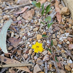 Goodenia hederacea subsp. hederacea at Bombay, NSW - 3 Nov 2024