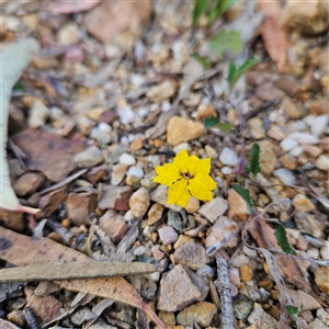 Goodenia hederacea subsp. hederacea at Bombay, NSW - 3 Nov 2024 06:29 PM