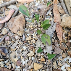 Goodenia hederacea subsp. hederacea at Bombay, NSW - 3 Nov 2024