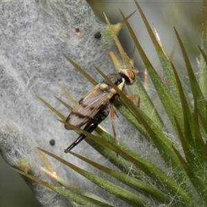 Euribia solstitialis at Nicholls, ACT - 1 Nov 2024