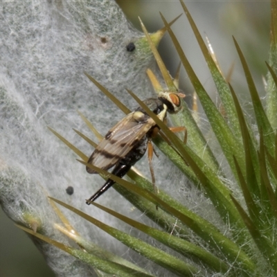 Euribia solstitialis (Nodding Thistle Gall Fly) at Nicholls, ACT - 1 Nov 2024 by AlisonMilton