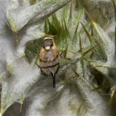 Euribia solstitialis at Nicholls, ACT - 1 Nov 2024