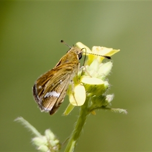 Taractrocera papyria at Strathnairn, ACT - 21 Jan 2023