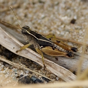 Phaulacridium vittatum at Strathnairn, ACT - 21 Jan 2023 11:19 AM