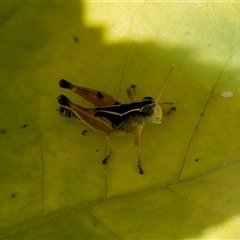 Phaulacridium vittatum at Strathnairn, ACT - 21 Jan 2023 11:19 AM