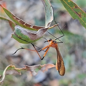 Harpobittacus australis at Bombay, NSW - 3 Nov 2024 06:33 PM