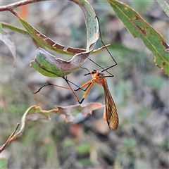 Harpobittacus australis at Bombay, NSW - 3 Nov 2024 06:33 PM