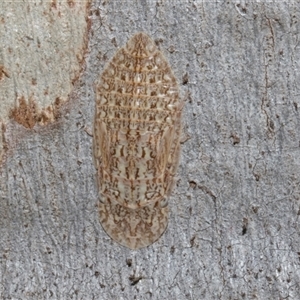 Ledromorpha planirostris at Nicholls, ACT - 1 Nov 2024 10:28 AM