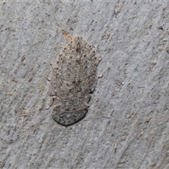 Ledromorpha planirostris (A leafhopper) at Nicholls, ACT - 31 Oct 2024 by AlisonMilton