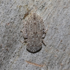 Ledromorpha planirostris at Nicholls, ACT - 1 Nov 2024