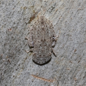 Ledromorpha planirostris at Nicholls, ACT - 1 Nov 2024 09:58 AM