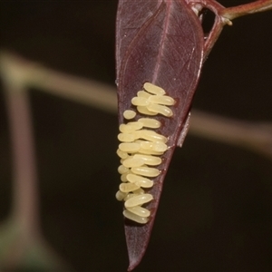 Paropsisterna cloelia at Nicholls, ACT - 1 Nov 2024